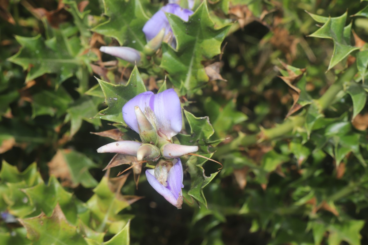 Acanthus ilicifolius L.